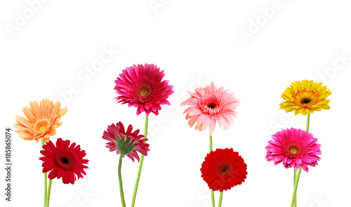 colorful Gerber flowers isolated on white