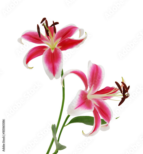 Fototapeta Naklejka Na Ścianę i Meble -  A lily flowers decorating