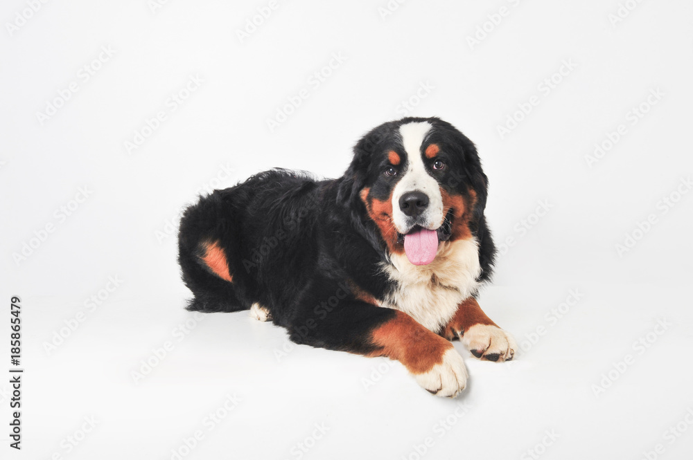 Bernese Mountain Dog Puppy Bernese Mountain Dog Puppy
