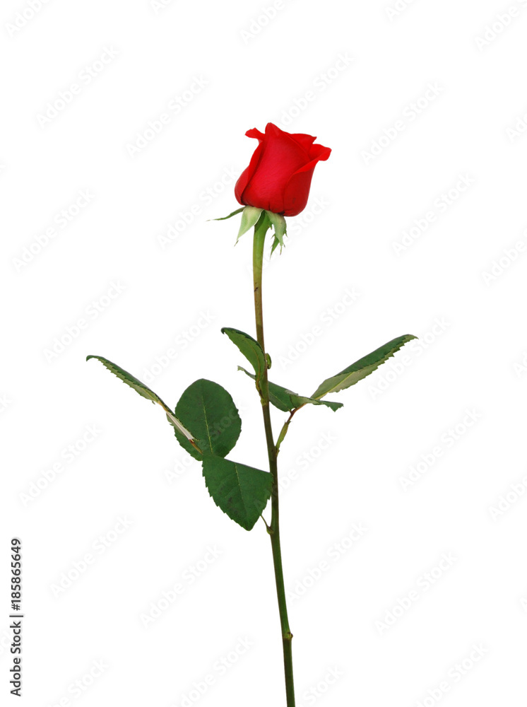 Single beautiful red rose isolated on white background Stock Photo ...