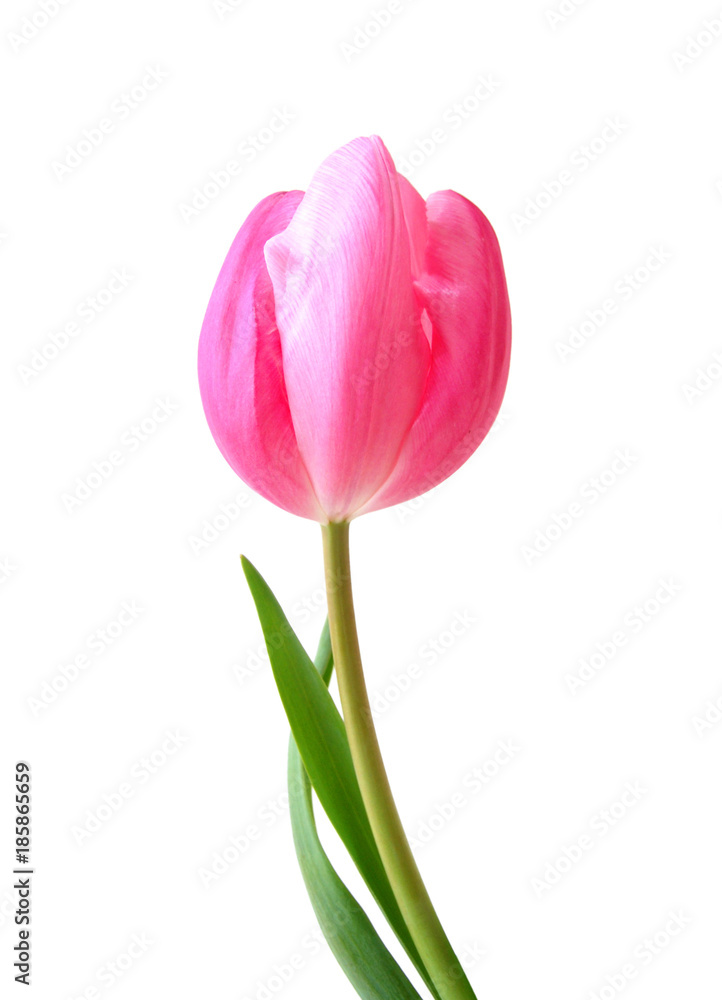 Tulip flower isolated on white background Tulip flower isolated on white background
