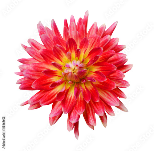 Red dahlia Flower Isolated on White Background