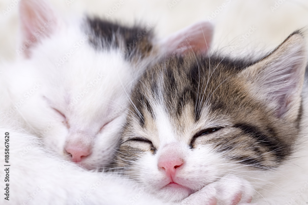 Obraz premium Yavru Kedi 