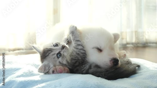 Cute tabby kitten and siberian husky playing on the bed slow motion 