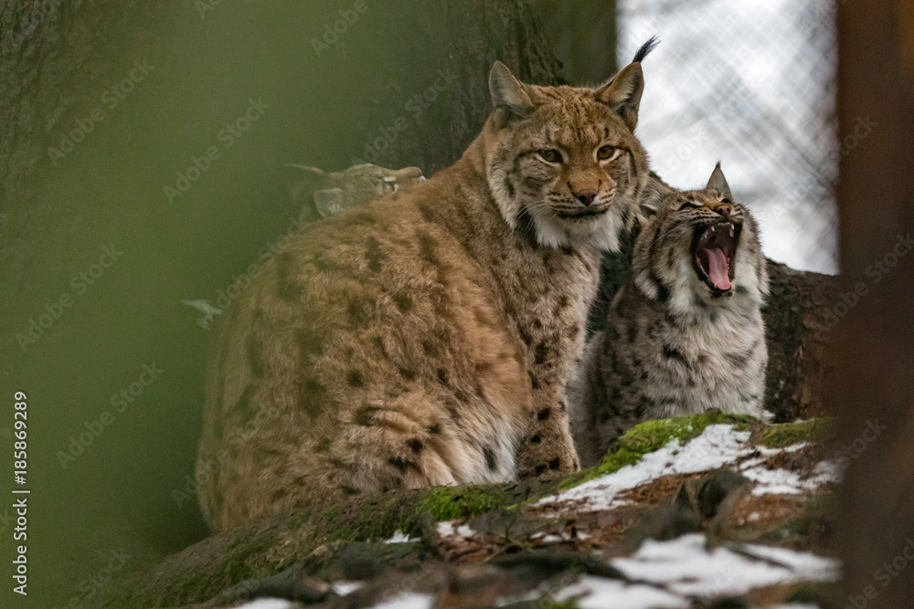 Naklejka premium Luchsin mit Welpen