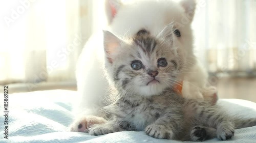 Cute tabby kitten and siberian husky playing on the bed slow motion 