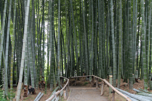 Fototapeta Naklejka Na Ścianę i Meble -  foresta di bambu