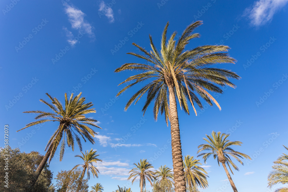 Obraz premium coconut palm trees with blue sky