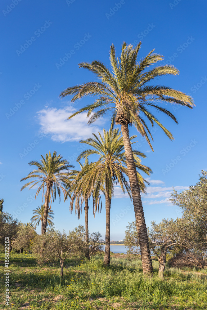 coconut palm trees with blue sky coconut palm trees with blue sky