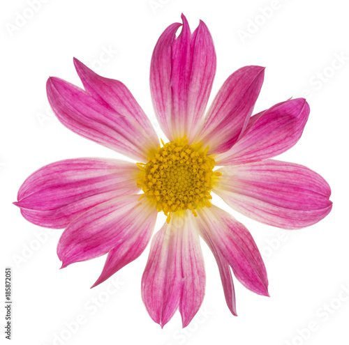 Fototapeta Naklejka Na Ścianę i Meble -  dahlia flower isolated