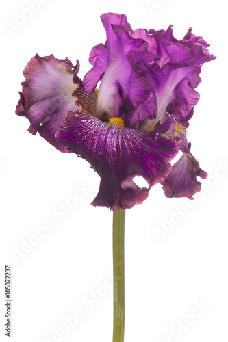 Fototapeta Naklejka Na Ścianę i Meble -  iris flower isolated