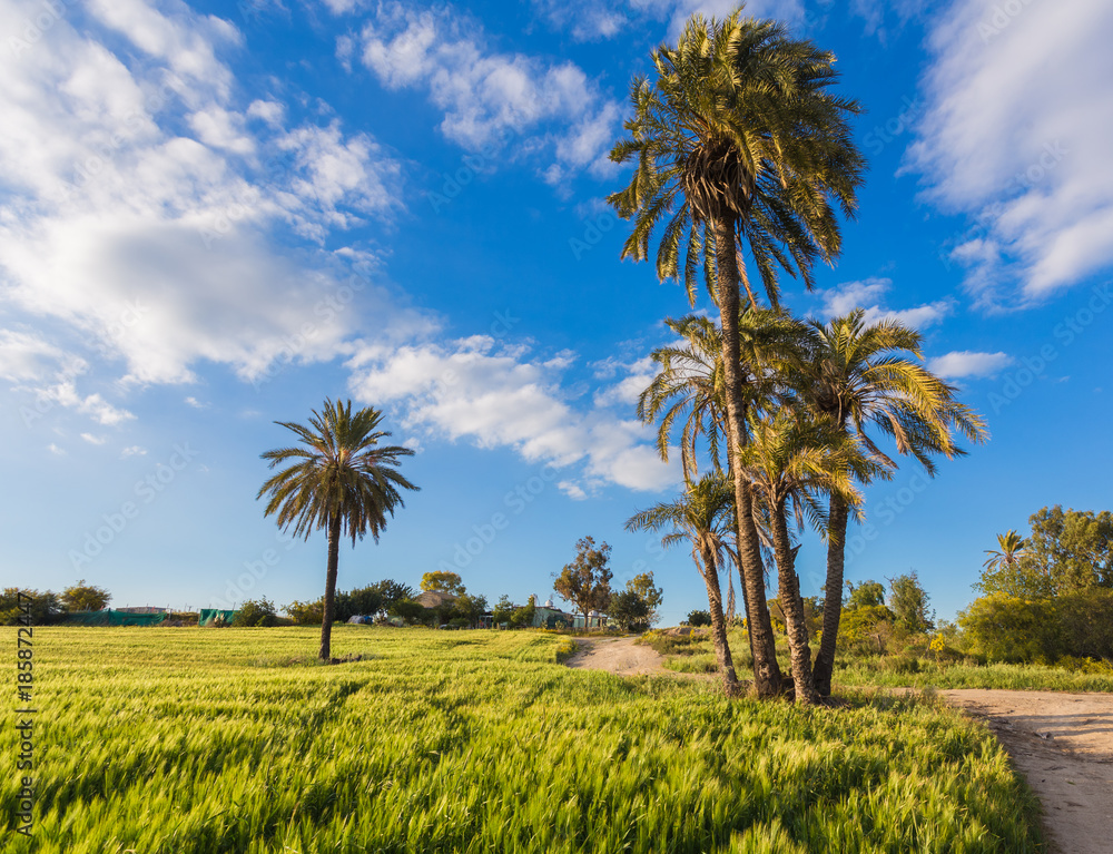 Palm trees with among wheat field before. Larnaca