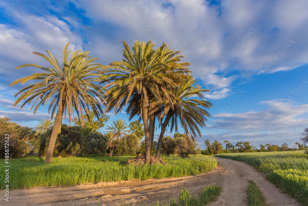 Palm trees with among wheat field before. Larnaca Palm trees with among wheat field before. Larnaca