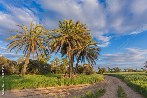 Palm trees with among wheat field before. Larnaca © Ryzhkov Oleksandr
