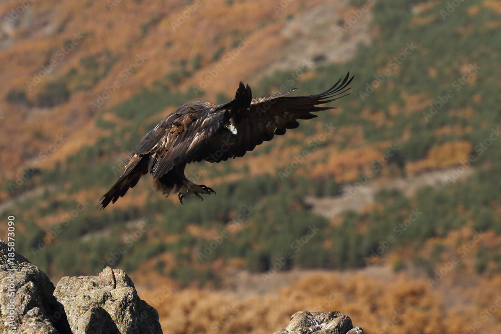 Obraz premium Golden eagle