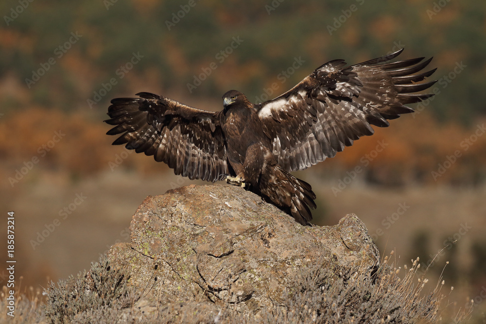 Fototapeta premium Golden eagle