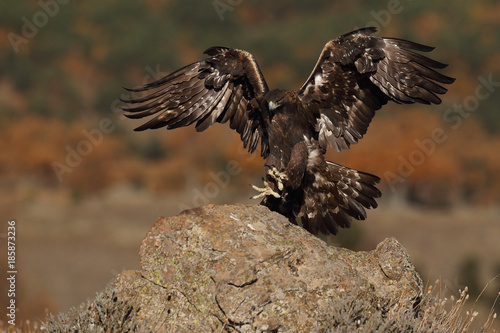 Golden eagle