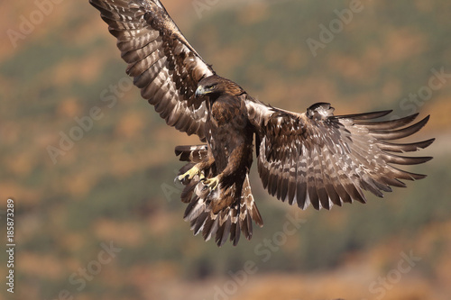 Golden eagle