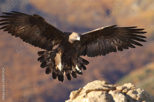 Golden eagle © Paolo