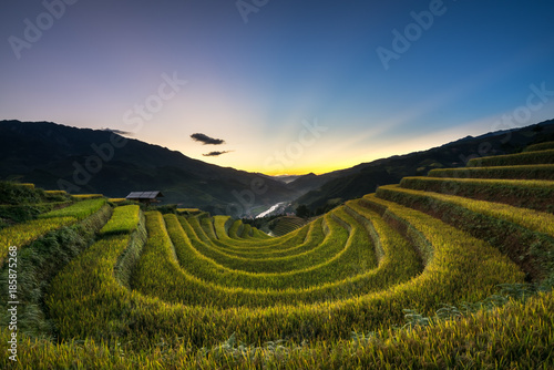 Terraced rice field in harvest season at sunset in Mu Cang Chai  Vietnam.