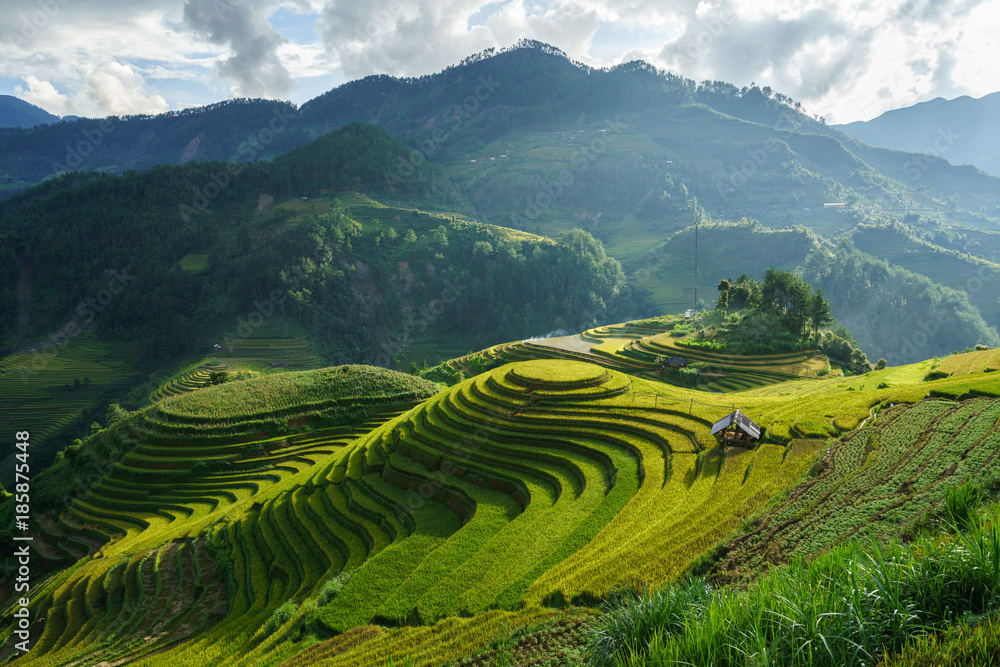 Fototapeta premium Terraced rice field in harvest season in Mu Cang Chai, Vietnam. Mam Xoi popular travel destination.