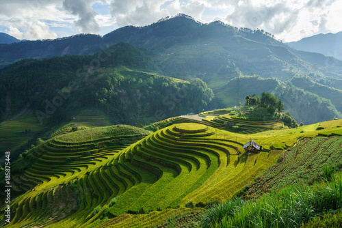 Terraced rice field in harvest season in Mu Cang Chai  Vietnam. Mam Xoi popular travel destination.