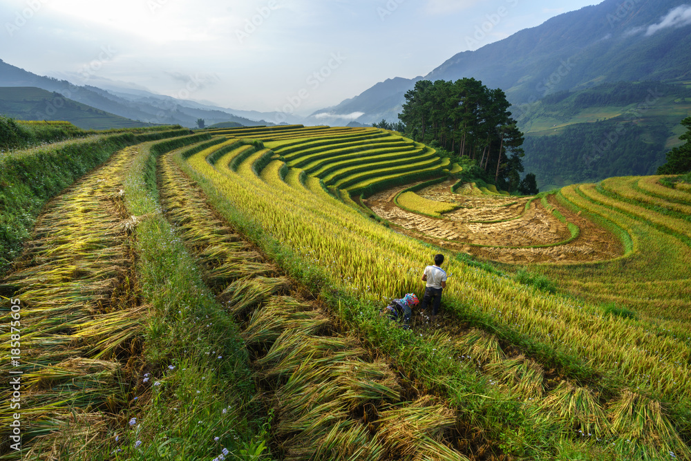 Terraced rice field in harvest season with farmers harvesting on field in Mu Cang Chai, Vietnam.