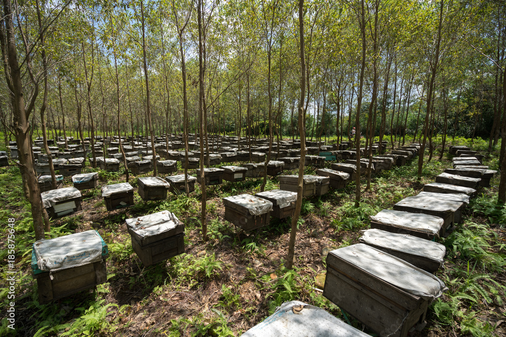 Wooden beehives in the forests in Vietnam