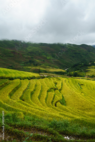 Terraced rice field landscape in harvesting season in Y Ty, Bat Xat district, Lao Cai, north Vietnam © Hanoi Photography