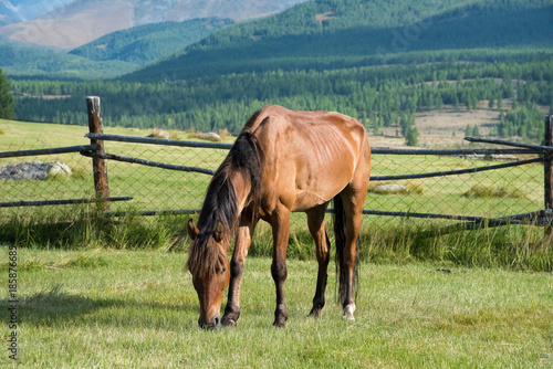 Wild nature of the Altai. A beautiful horse is grazing in the steppe against the backdrop of mountains