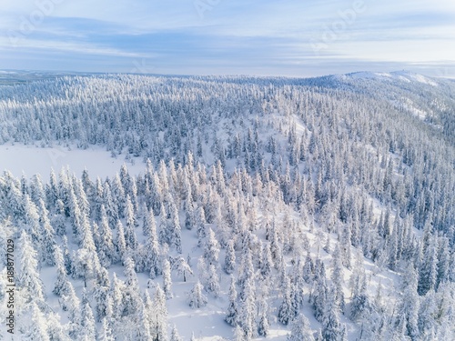 Aerial view of winter forest covered in snow in Finland, Lapland.