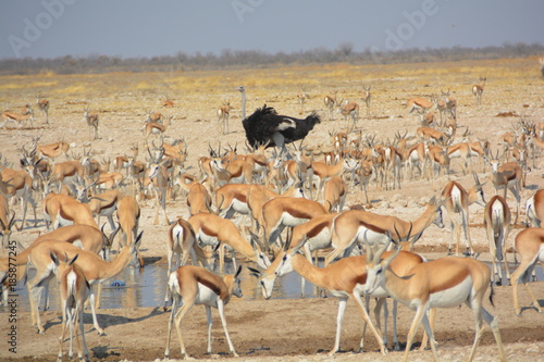 antilopes autruche