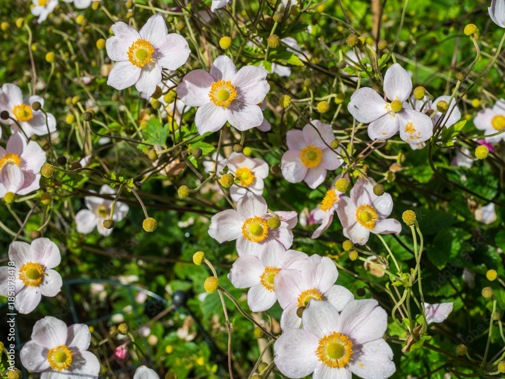 Fototapeta premium Japanese Anemone nature flowerbed