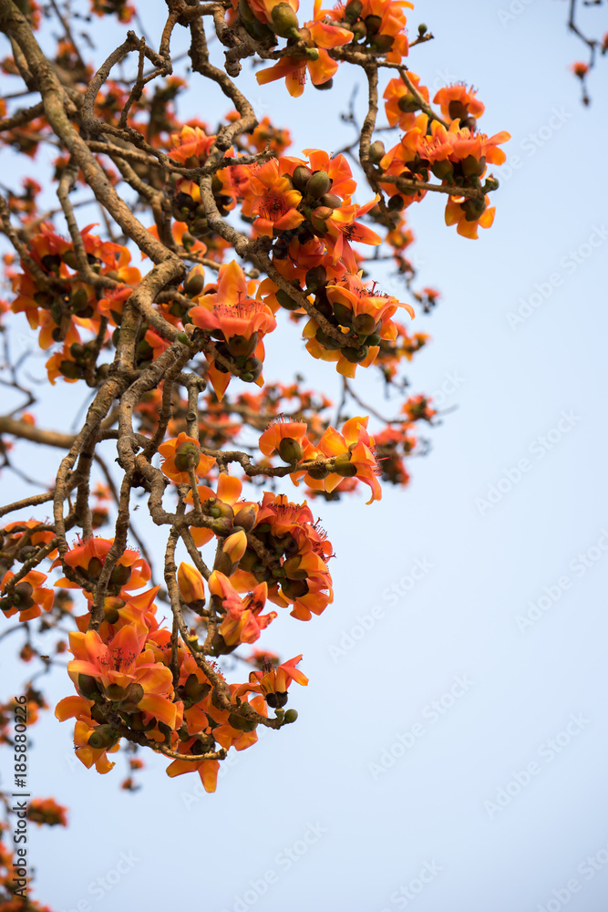 Branch of blossoming Bombax ceiba tree or Red Silk Cotton Flower Branch of blossoming Bombax ceiba tree or Red Silk Cotton Flower
