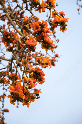 Branch of blossoming Bombax ceiba tree or Red Silk Cotton Flower photo