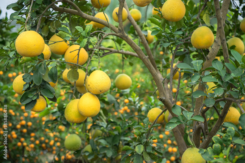 Ripe and green pomelo fruit tree in the garden.