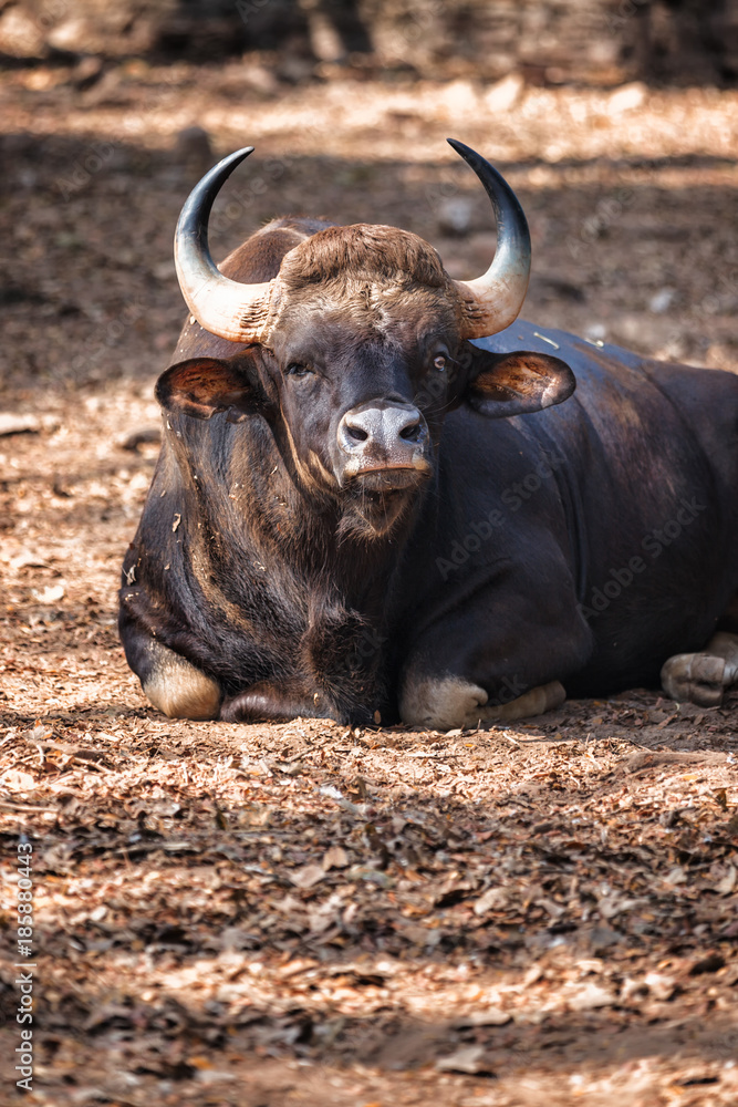 African or Cape buffalo, Bison Bison bison in Trivandrum, Thiruvananthapuram Zoo Kerala India African or Cape buffalo, Bison Bison bison in Trivandrum, Thiruvananthapuram Zoo Kerala India