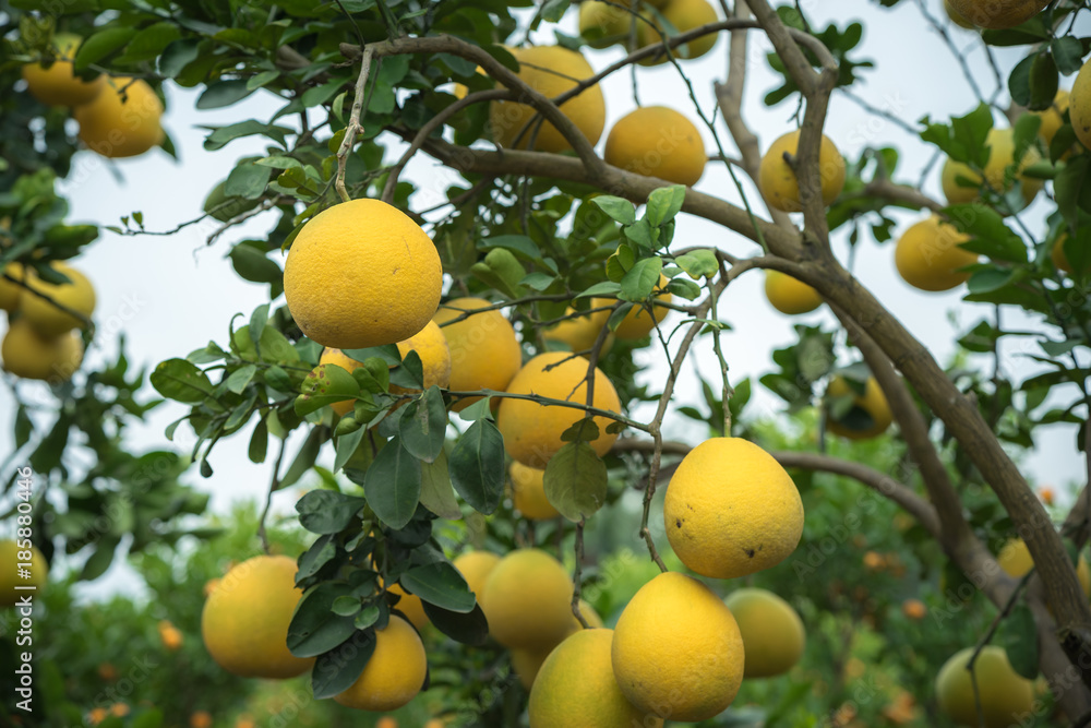 Ripe and green pomelo fruit tree in the garden. Ripe and green pomelo fruit tree in the garden.