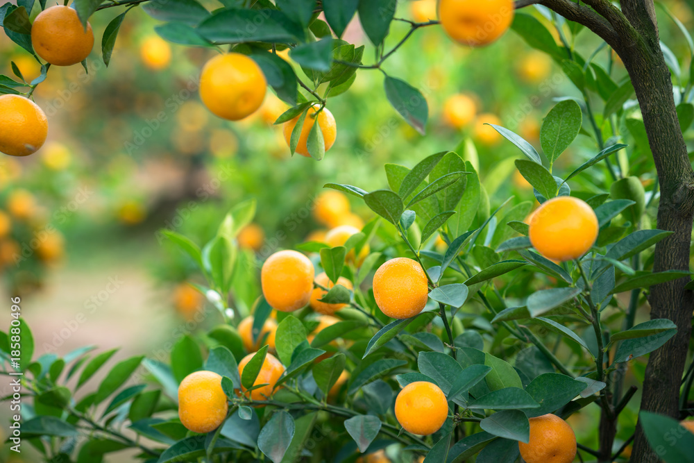 Kumquat tree. Together with Peach blossom tree, Kumquat is one of 2 must have trees in Vietnamese Lunar New Year holiday in north. Kumquat tree. Together with Peach blossom tree, Kumquat is one of 2 must have trees in Vietnamese Lunar New Year holiday in north.