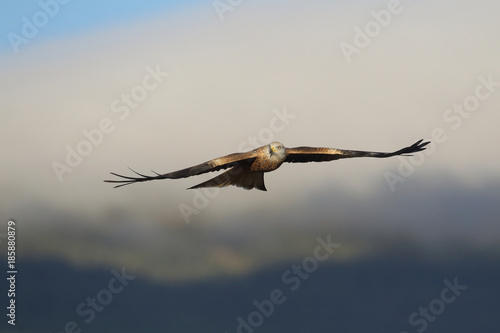 Red kite - end of migration
