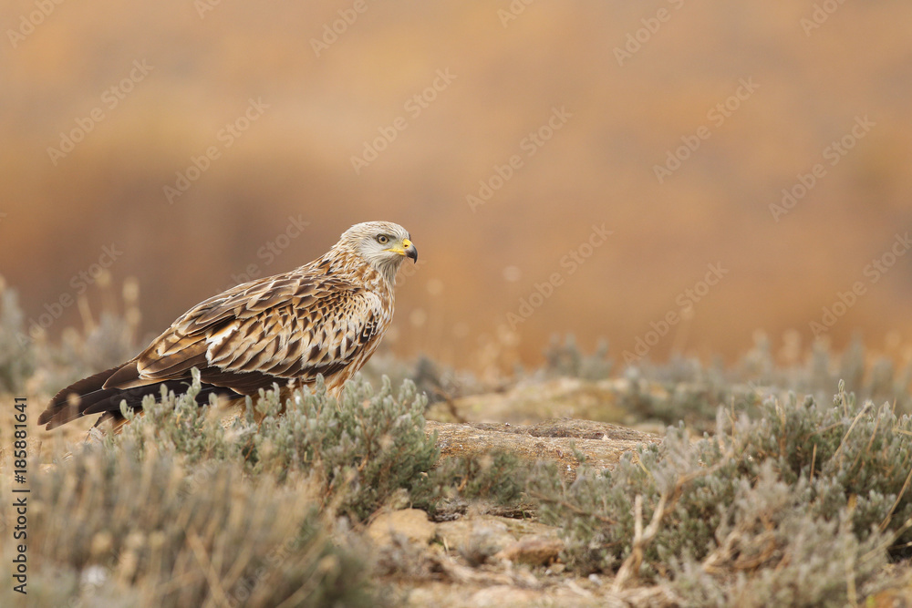 Red kite - end of migration Red kite - end of migration