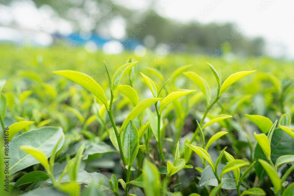 Green tea leaves in a tea plantation in morning Green tea leaves in a tea plantation in morning