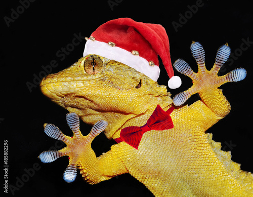 Картината върху платно gecko with christmas hat and bow tie that greets everybody