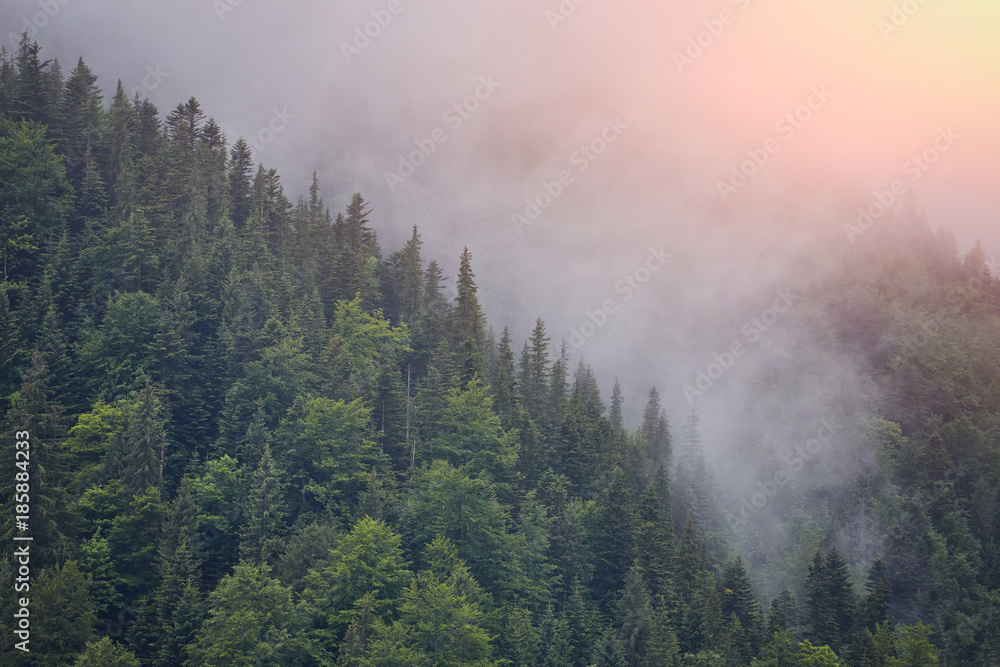 Forest with the conifer trees in mist