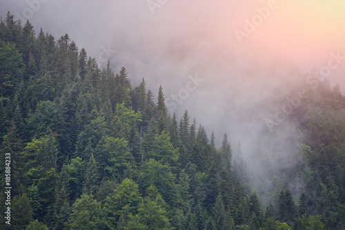 Forest with the conifer trees in mist