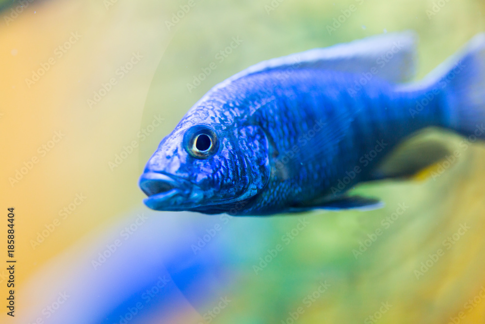 Malawi cichlids. Fish of the genus Cynotilapia Malawi cichlids. Fish of the genus Cynotilapia
