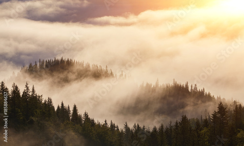 Misty beech forest on the mountain slope © Ryzhkov Oleksandr