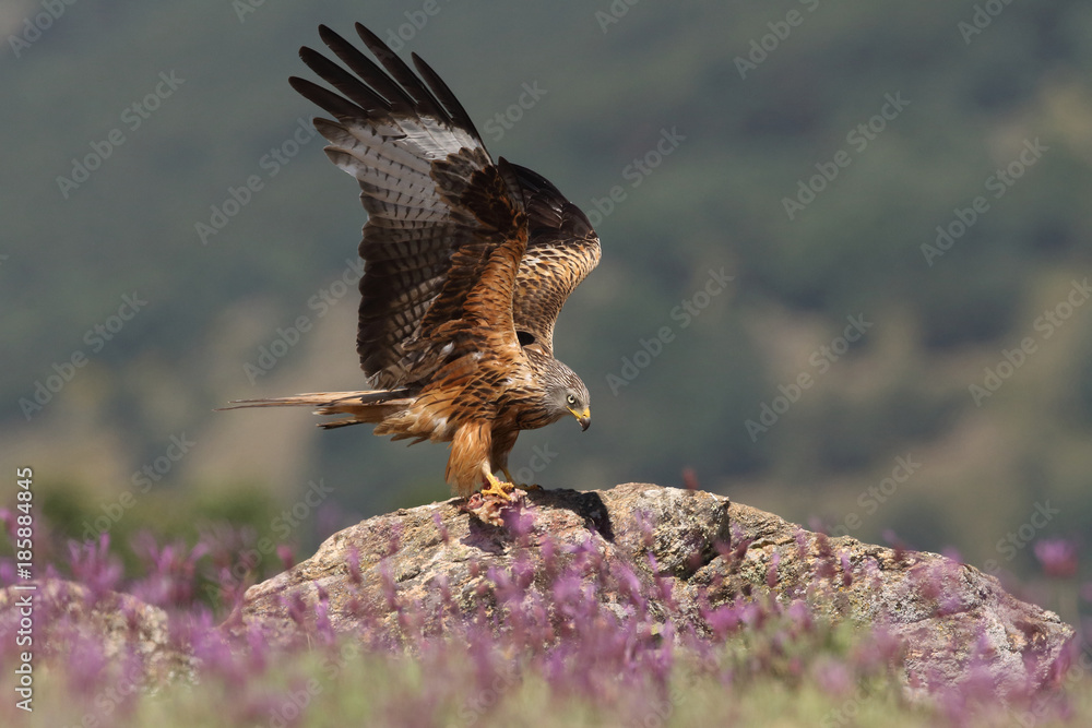 Fototapeta premium Red kite - start of migration