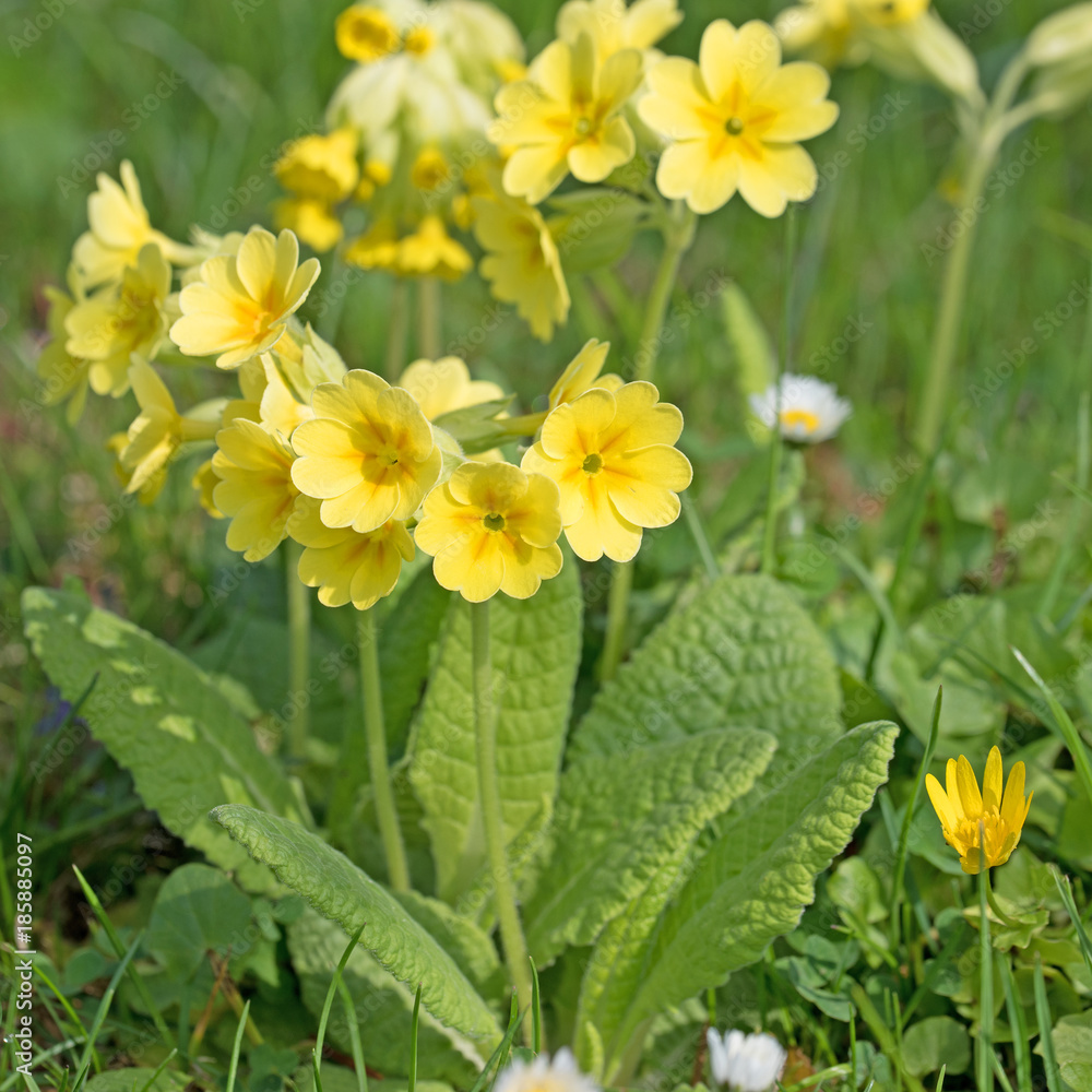 Schlüsselblumen, Himmelschlüssel, Primula veris Schlüsselblumen, Himmelschlüssel, Primula veris