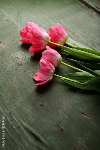 Pink tulips on green wood background